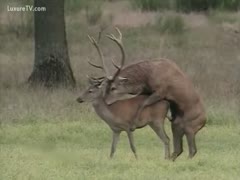Rare movie scene footage of a giant dear mounting and screwing a ready fawn 